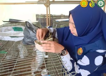 Inovasi Mahasiswa Polbangtan Kementan : Limbah Batang Pisang Disulap Jadi Pakan Berkualitas, Bobot Kelinci Melonjak