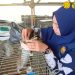 Inovasi Mahasiswa Polbangtan Kementan : Limbah Batang Pisang Disulap Jadi Pakan Berkualitas, Bobot Kelinci Melonjak