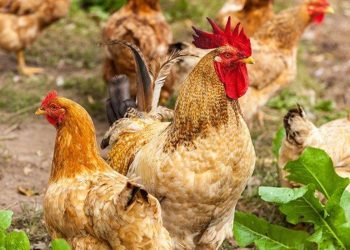 Misteri Hilangnya Ternak