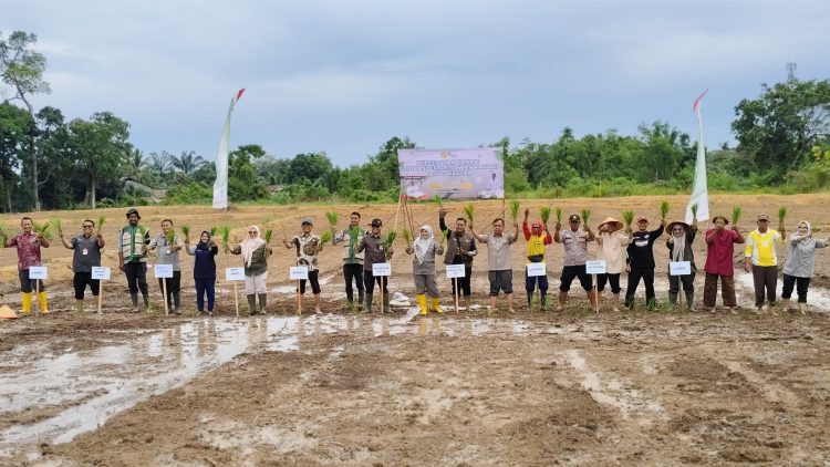 Jambi Tancap Gas! Polbangtan Kementan Kawal Gerakan Tanam Serentak CSR di Batanghari dan Sarolangun