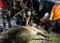 Sapi Kurban Satu Ton Tercebur Septic Tank di Mojokerto, Dievakuasi 5 Jam