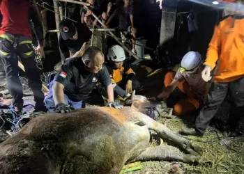 Sapi Kurban Satu Ton Tercebur Septic Tank di Mojokerto, Dievakuasi 5 Jam
