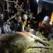 Sapi kurban