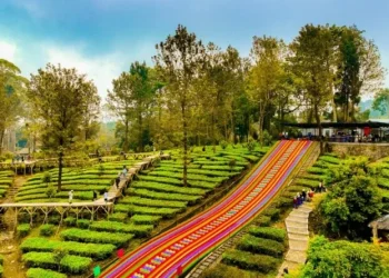 Agrowisata PTPN I Regional 2