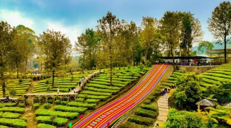 Agrowisata PTPN I Regional 2