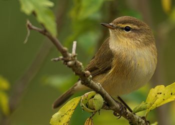 Burung Kicau