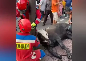 Sapi kurban