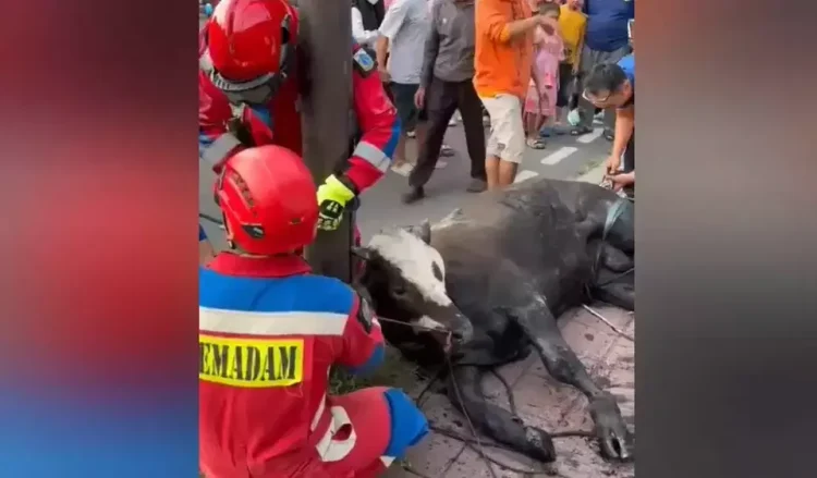 Sapi kurban