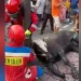 Sapi kurban
