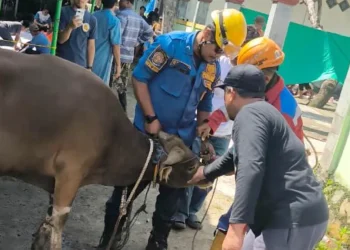 Sapi Kurban