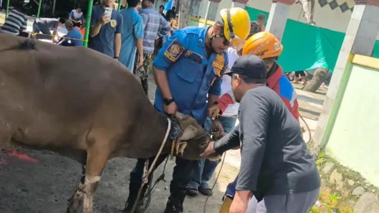 Sapi Kurban