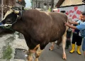 Sapi kurban Presiden Prabowo Subianto