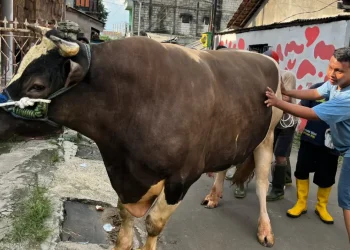Sapi kurban Presiden Prabowo Subianto