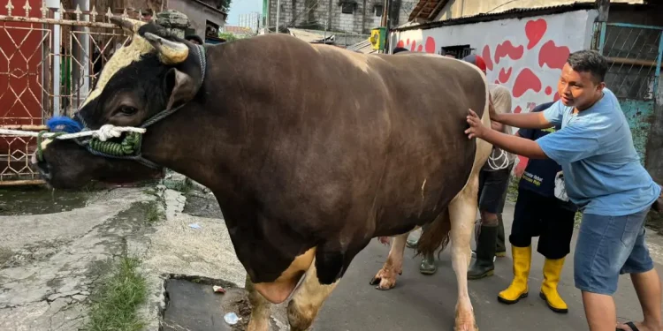 Sapi kurban Presiden Prabowo Subianto