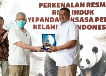 bayi giant panda