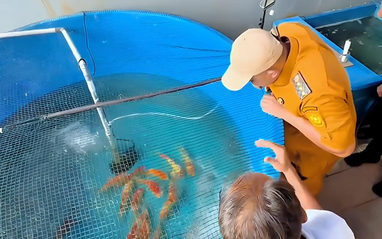 Yamagen Koi Farm