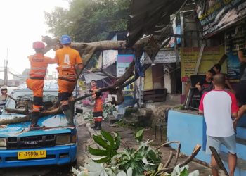 Pohon jenis kicopong tumbang