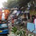 Pohon jenis kicopong tumbang