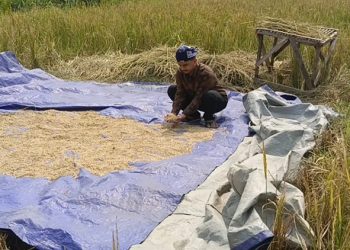 petani