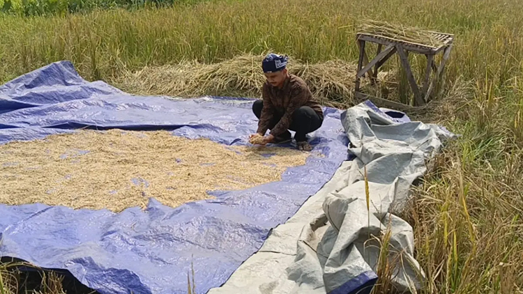 petani
