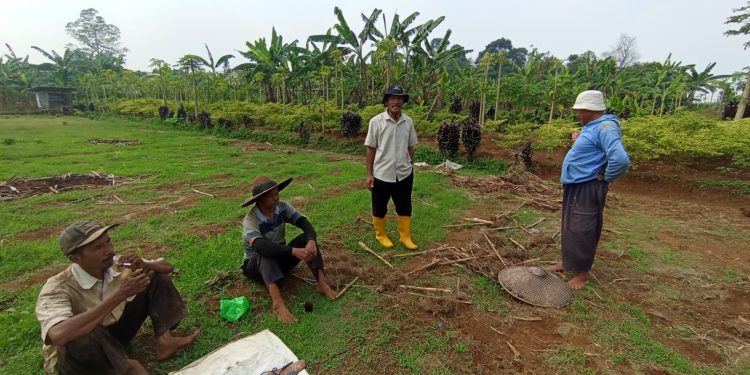 Puluhan Hektare Sawah Produktif di Desa Ciderum, Kecamatan Caringin Berubah Jadi Kebun. Foto: Yudi Surahman