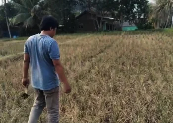 Kemarau panjang