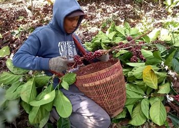 Kopi Liberika Tangse