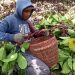 Kopi Liberika Tangse