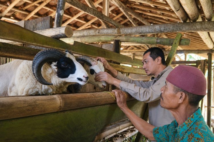 Usung Konsep Peternakan Domba Cerdas dan Selaras, Polbangtan Bogor Laksanakan Pengabdian di Kawasan Ekowisata