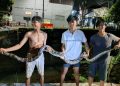 Warga Warung Limus Geger, Ular Sanca Batik 4 Meter Ditemukan di Bawah Jembatan