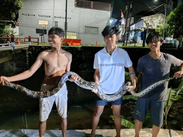 Warga Warung Limus Geger, Ular Sanca Batik 4 Meter Ditemukan di Bawah Jembatan