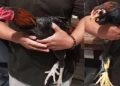 ayam bangkok