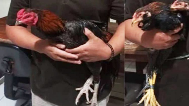 ayam bangkok