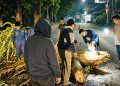 pohon tumbang ciawi