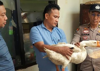pencurian dua ekor angsa