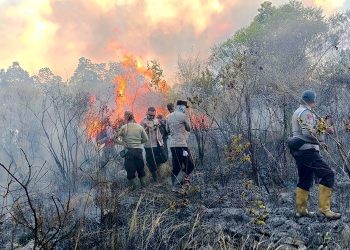 Kebakaran hutan