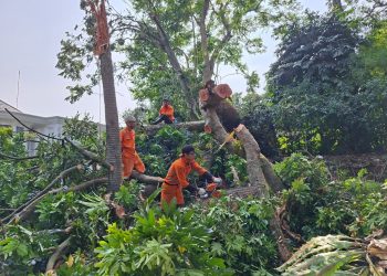 DPRD Kota Bogor Soroti Kinerja Disperumkim Soal ‘KTP Pohon’ Pasca-Insiden Pohon Tumbang di Villa Duta