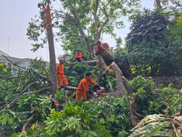 DPRD Kota Bogor Soroti Kinerja Disperumkim Soal ‘KTP Pohon’ Pasca-Insiden Pohon Tumbang di Villa Duta