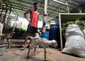 kambing