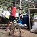 kambing