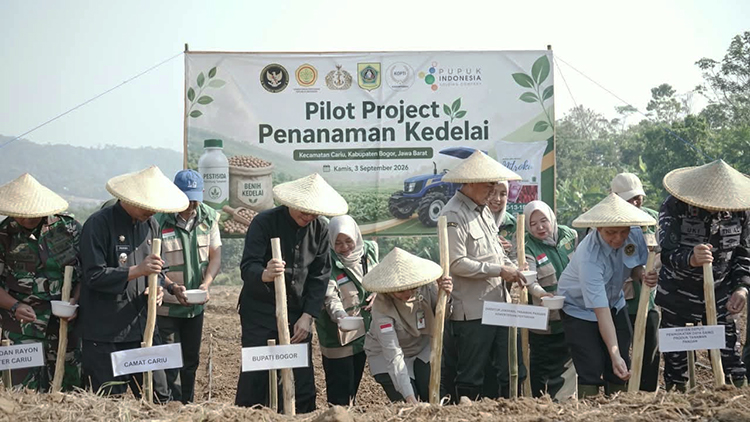 budidaya kedelai