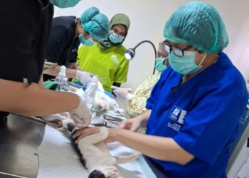 World Rabies Day, Polbangtan Kementan Ajak Masyarakat Peduli Kesehatan dan Populasi Hewan