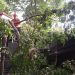 Pohon Randu