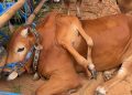 Sapi ras Madura