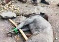 babi hutan