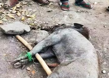 babi hutan