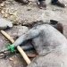 babi hutan