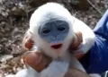 bayi surili