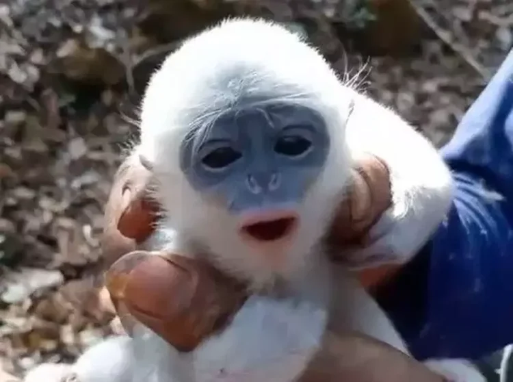 bayi surili