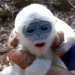 bayi surili